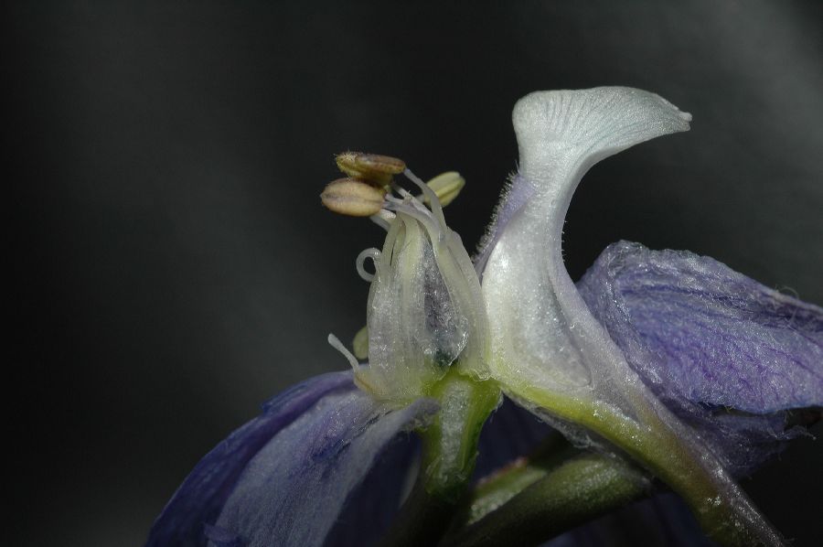 Ranunculaceae Delphinium parishii