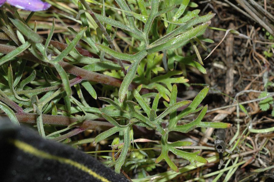 Ranunculaceae Delphinium parishii