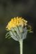 image of Encelia frutescens