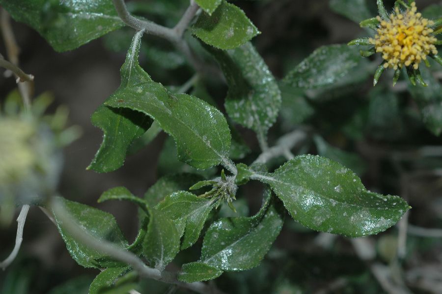 Asteraceae Encelia frutescens