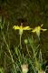 image of Ericameria linearifolia