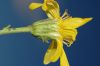 image of Ericameria linearifolia