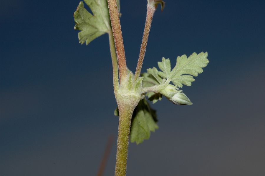 Geraniaceae Erodium texanum