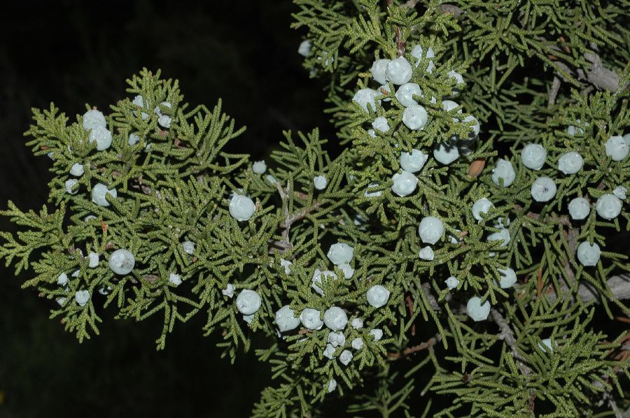 Cupressaceae Juniperus californica