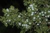 image of Juniperus californica