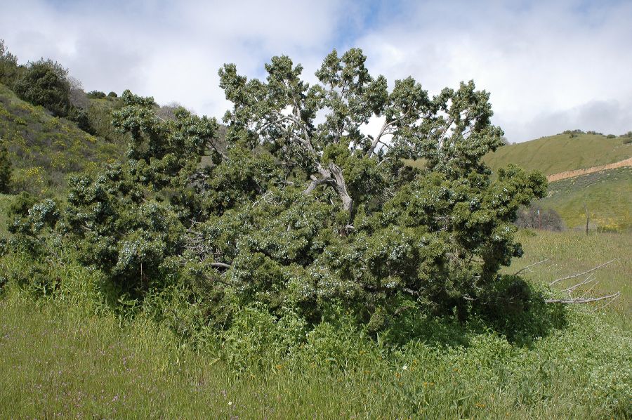 Cupressaceae Juniperus californica
