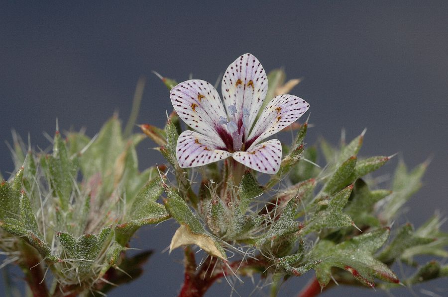 Polemoniaceae Langloisia punctata