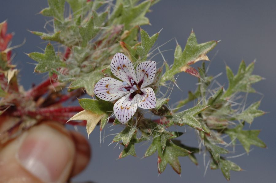 Polemoniaceae Langloisia punctata