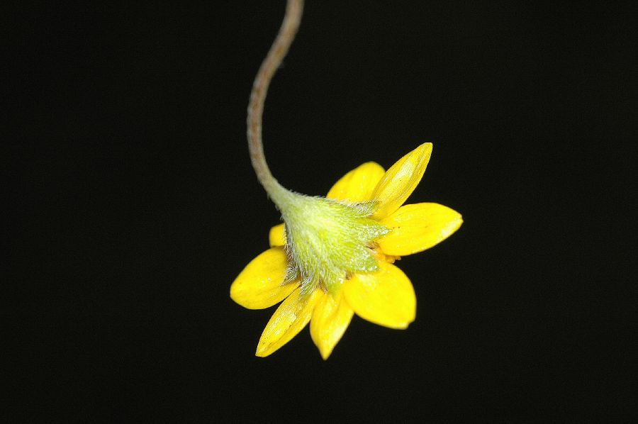 Asteraceae Lasthenia fremontii