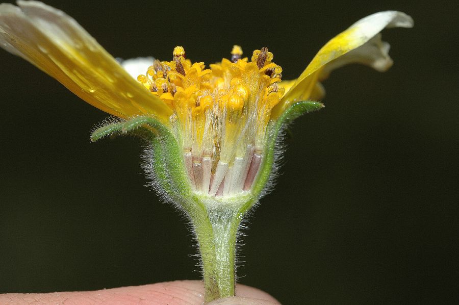Asteraceae Layia platyglossa