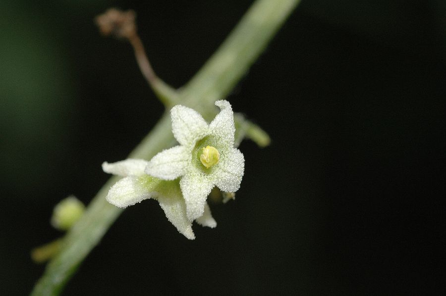 Cucurbitaceae Marah fabaceus