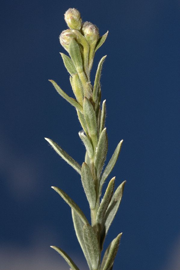Asteraceae Pluchea sericea
