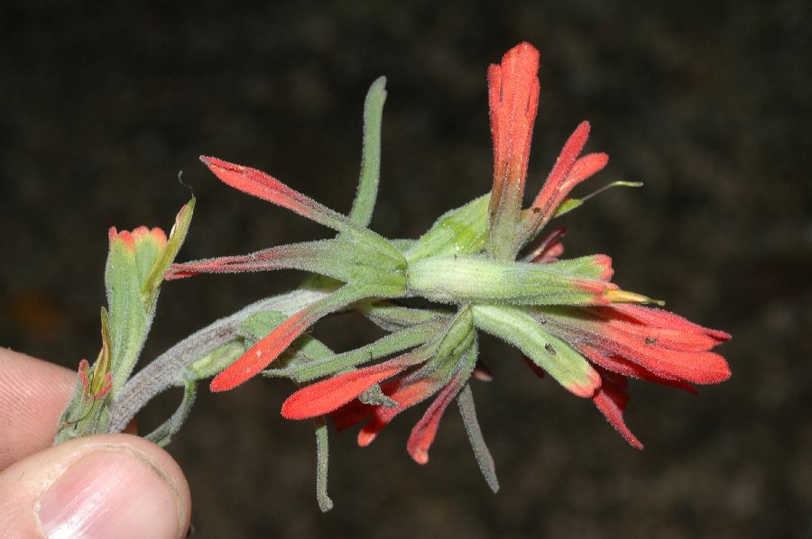 Orobanchaceae Castilleja affinis