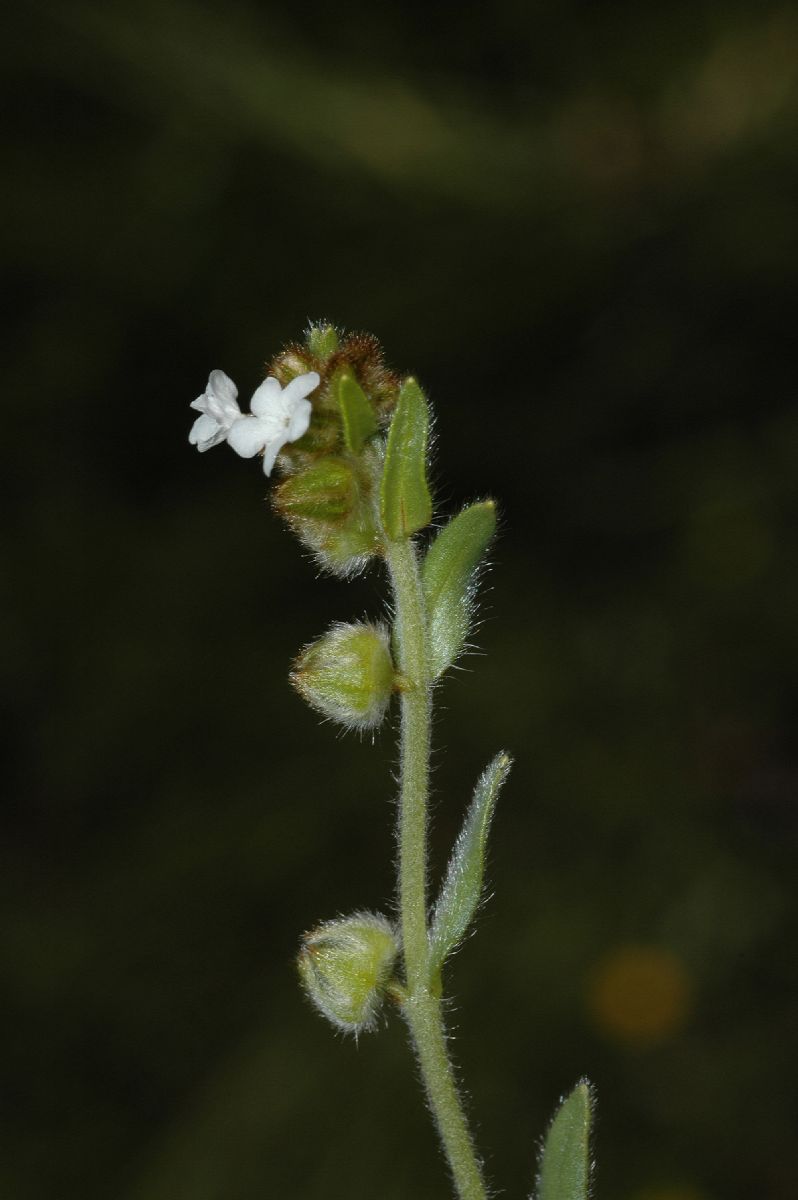 Boraginaceae Cryptantha intermedia