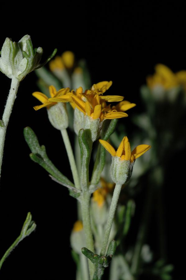 Asteraceae Eriophyllum confertiflorum