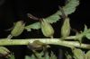 image of Pedicularis densiflora