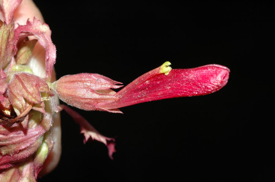 Orobanchaceae Pedicularis densiflora