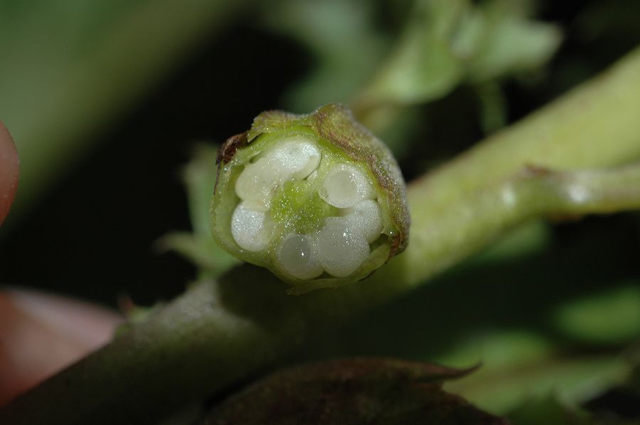 Orobanchaceae Pedicularis densiflora