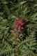 image of Pedicularis densiflora