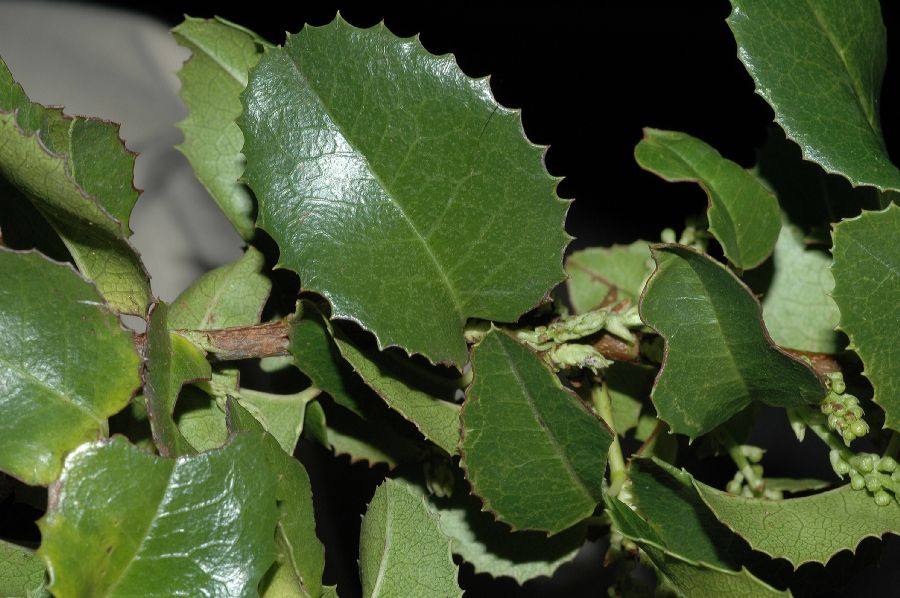 Rosaceae Prunus illicifolia