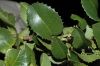 image of Prunus illicifolia