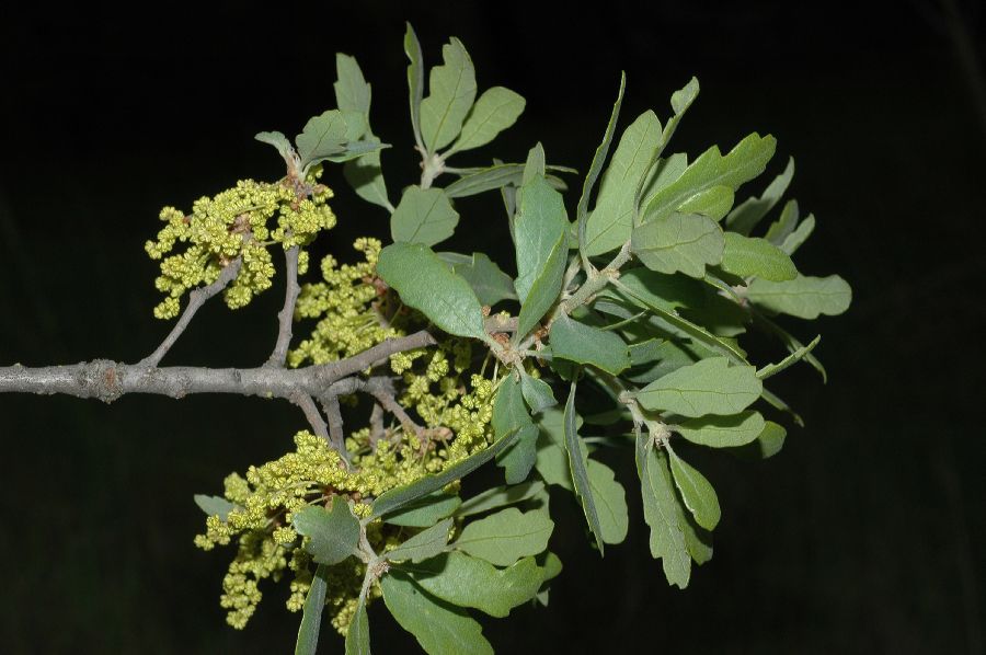 Fagaceae Quercus douglasii