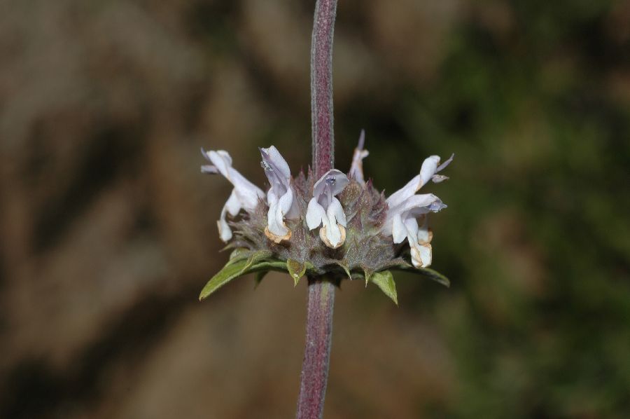 Lamiaceae Salvia mellifera