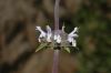 image of Salvia mellifera