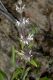 image of Salvia mellifera