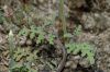 image of Salvia columbariae