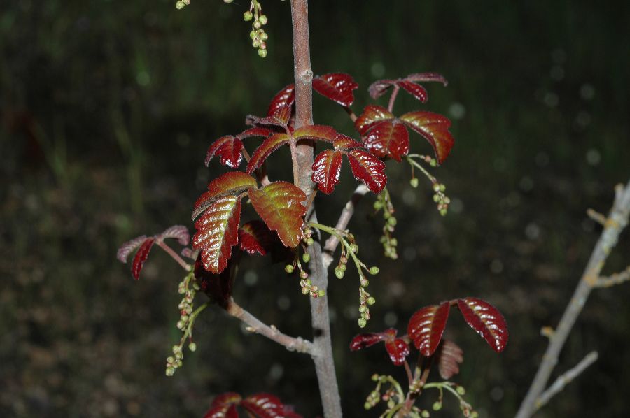 Anacardiaceae Toxicodendron diversilobum
