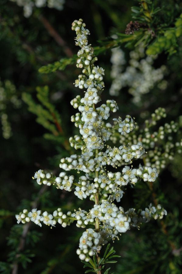 Rosaceae Adenostoma fasciculatum