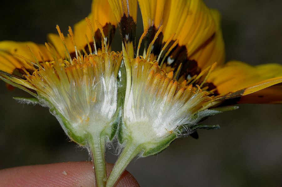 Asteraceae Arctotheca calendula