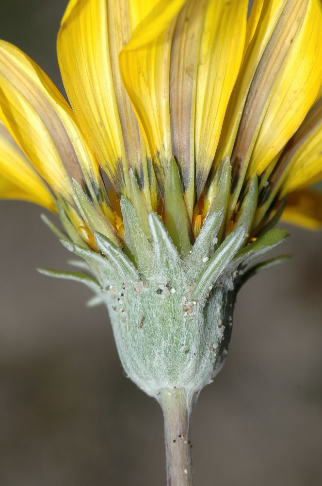 Asteraceae Arctotheca calendula