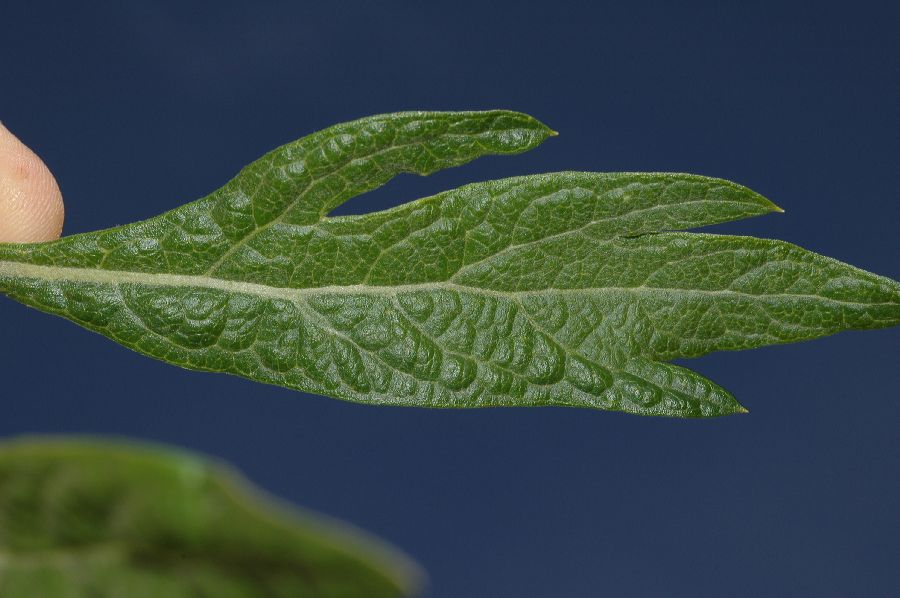 Asteraceae Artemisia douglasiana