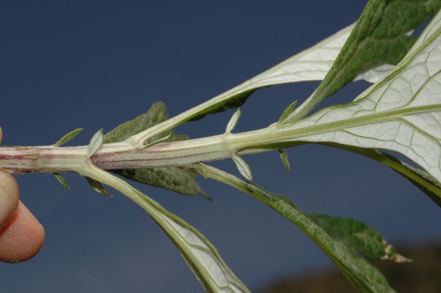 Asteraceae Artemisia douglasiana