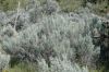 image of Artemisia tridentata