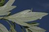 image of Artemisia douglasiana