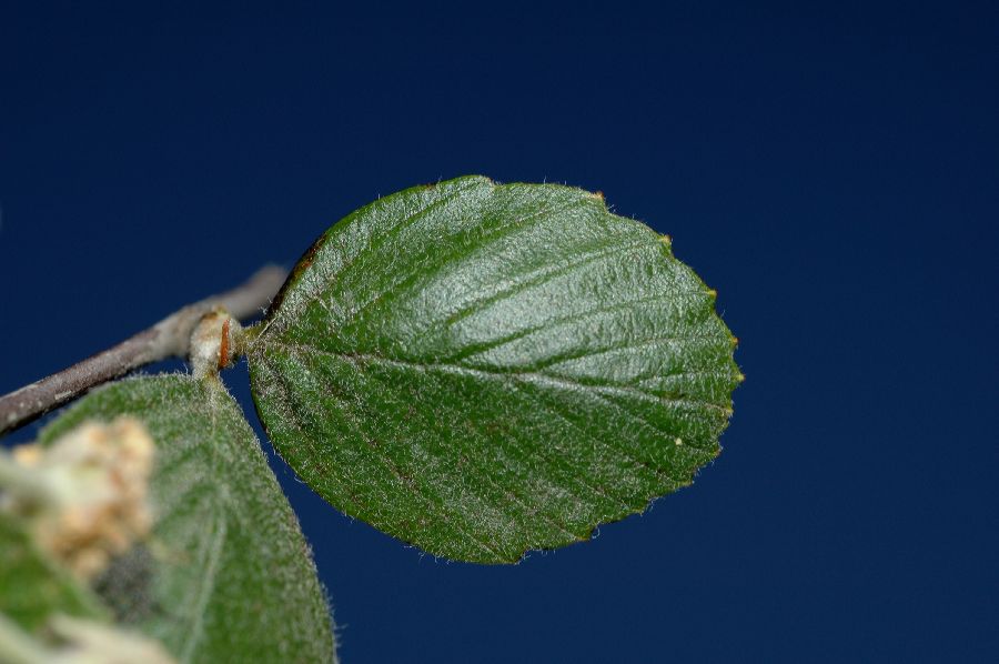 Rosaceae Cercocarpus betuloides