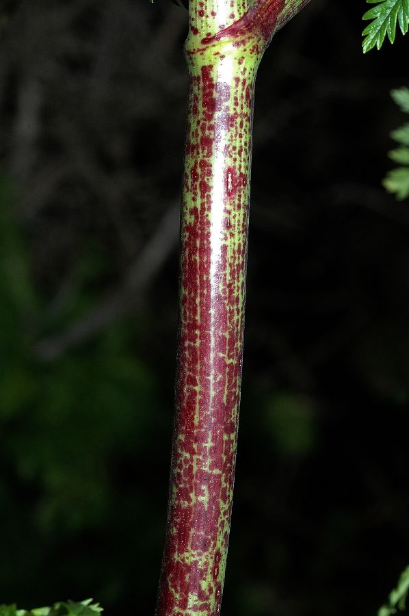 Apiaceae Conium maculatum