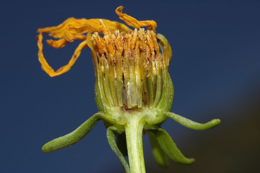 Asteraceae Coreopsis gigantea