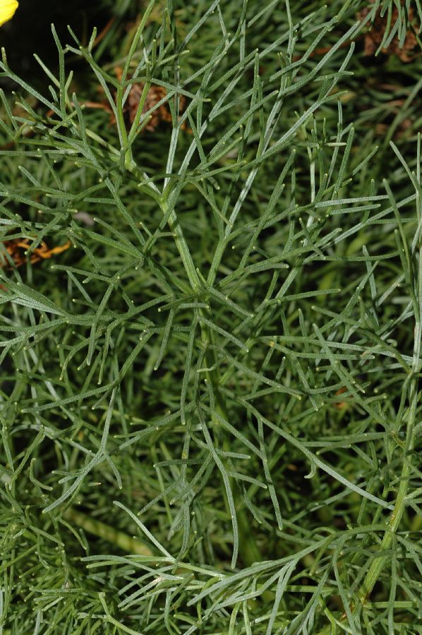 Asteraceae Coreopsis gigantea