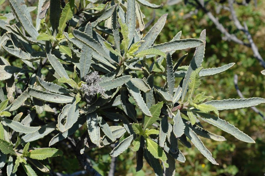 Hydrophyllaceae Eriodictyon californicum