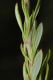 image of Eriogonum fasciculatum
