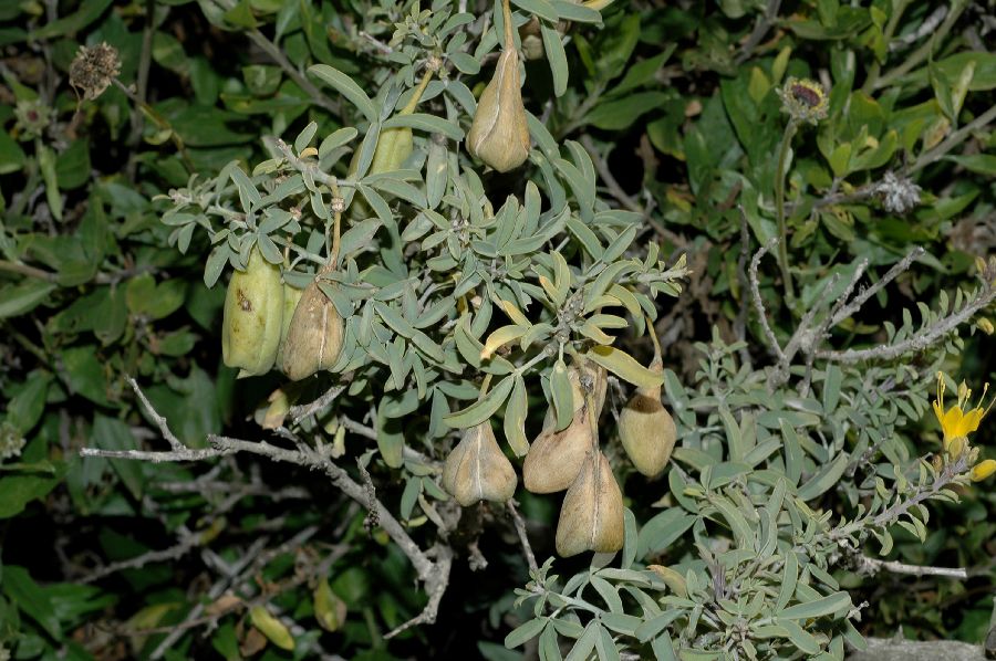 Cleomaceae Isomeris arborea