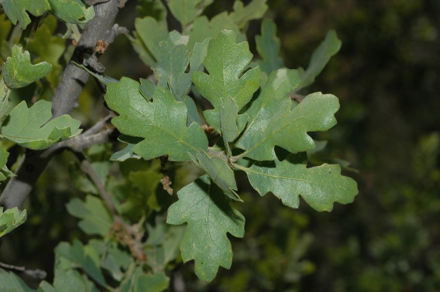 Fagaceae Quercus lobata