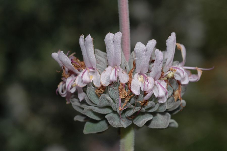 Lamiaceae Salvia apiana