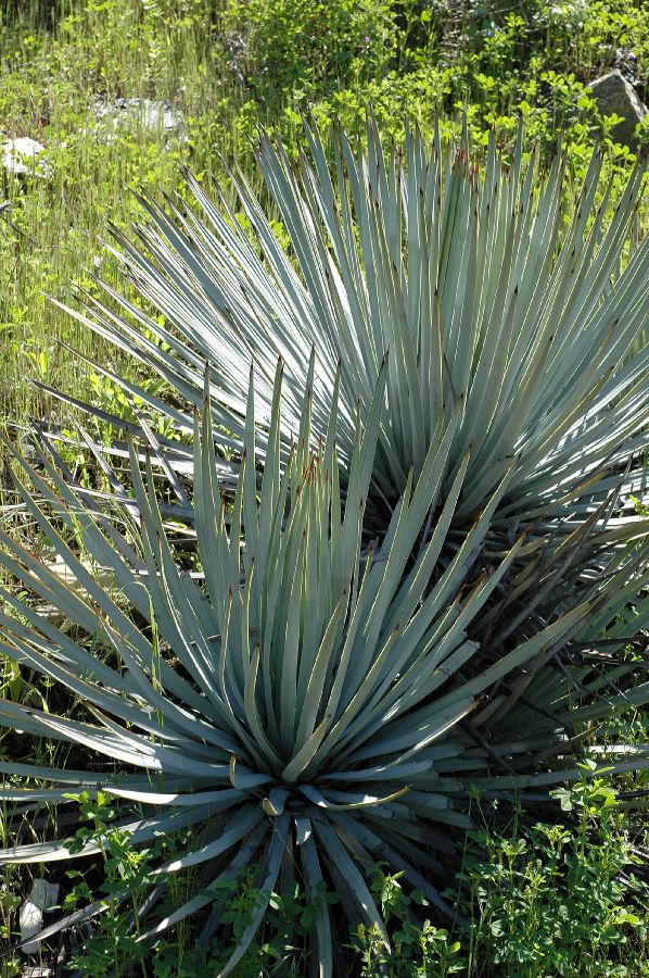 Asparagaceae Yucca whipplei