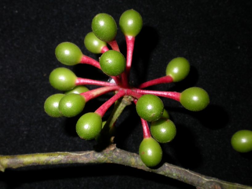 Annonaceae Guatteria diospyroides
