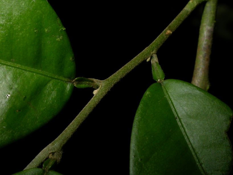 Fabaceae Swartzia 